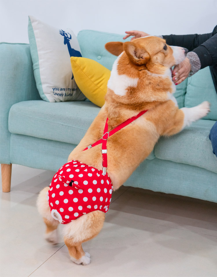 柴犬生理裤母狗狗生理裤女狗姨妈巾宠物柯基法斗柴犬可大便型犬防交配