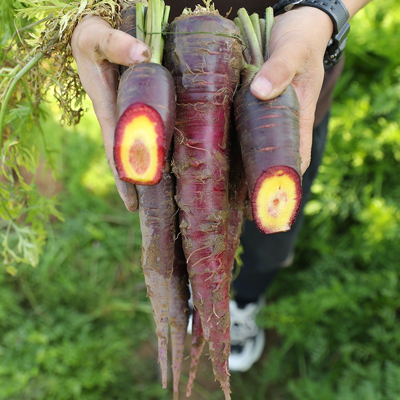 神禾 紫色胡萝卜种子四季种水果罗卜菜籽 艳紫胡萝卜种子 100粒简装
