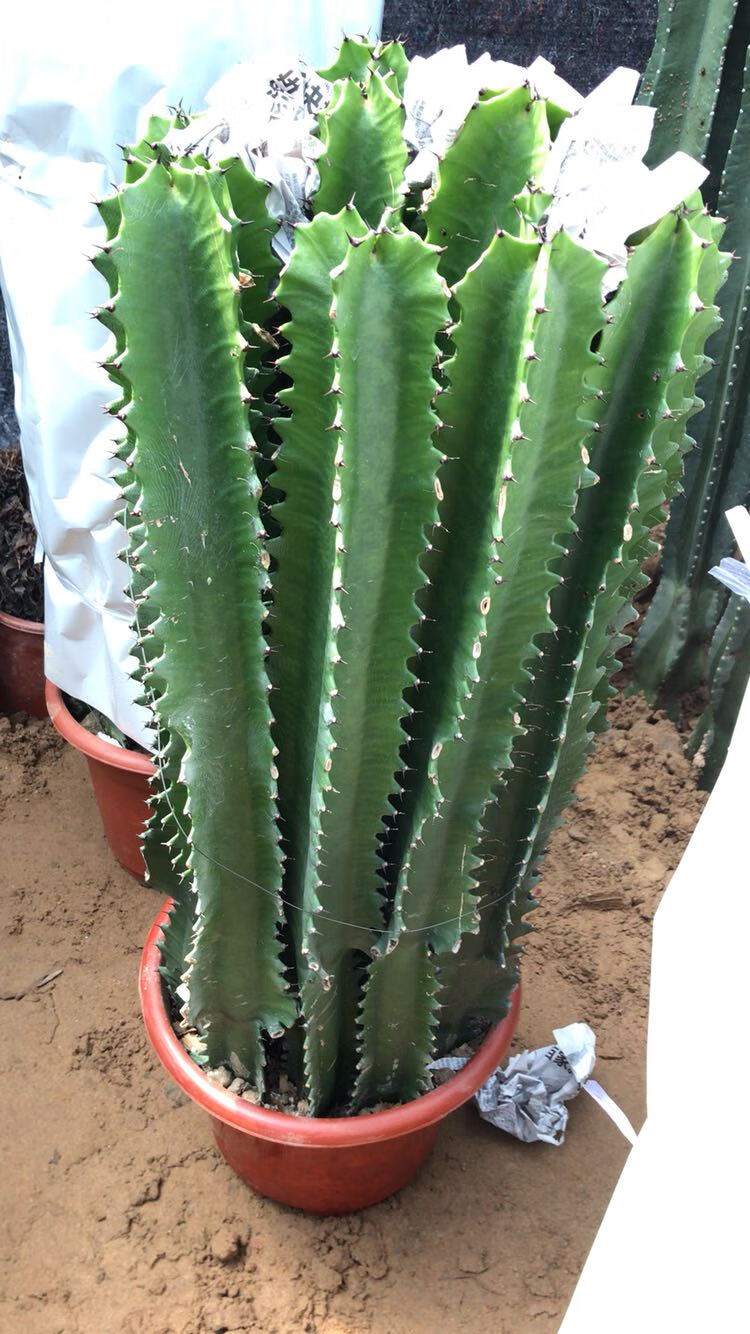 多肉巴西龙骨花量天尺仙人柱大型绿植花卉盆栽一盆龙骨4颗30厘米不含