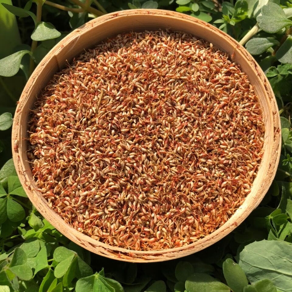 北京同仁堂原料野生木莲籽诸暨江西木莲豆腐原料天然木莲籽霹雳籽爱玉