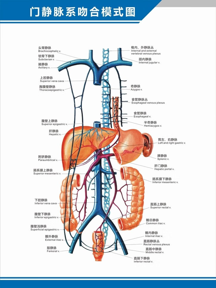 人体血管分布图肝门静脉盆腔解剖图中英文医学医院科室海报挂图 人体