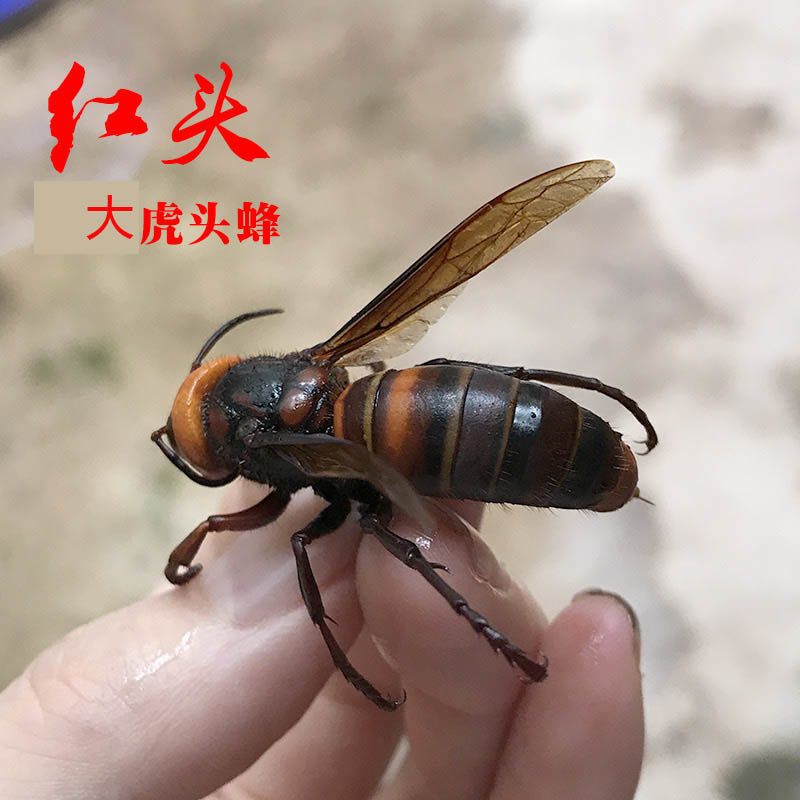 伟博地龙蜂活蜂现泡现发大红头蜂比金环大虎头蜂大马蜂胡蜂大黑蜂红娘