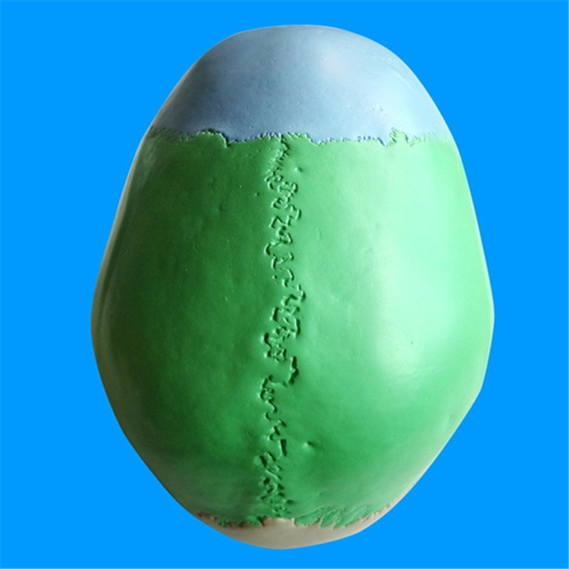 头颅骨头骨教学仿真颅骨模型骷髅头模型功能分区彩色头颅着色头骨 a款