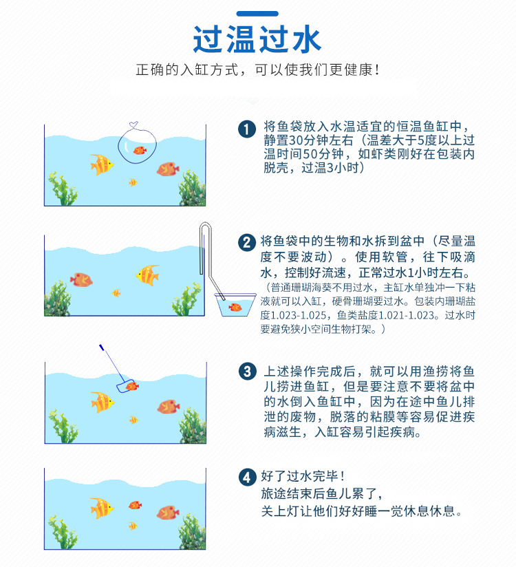 紫印活体海水鱼观赏宠物鱼金面花鲈花鲈海金鱼紫罗兰紫色珊瑚鱼缸快递