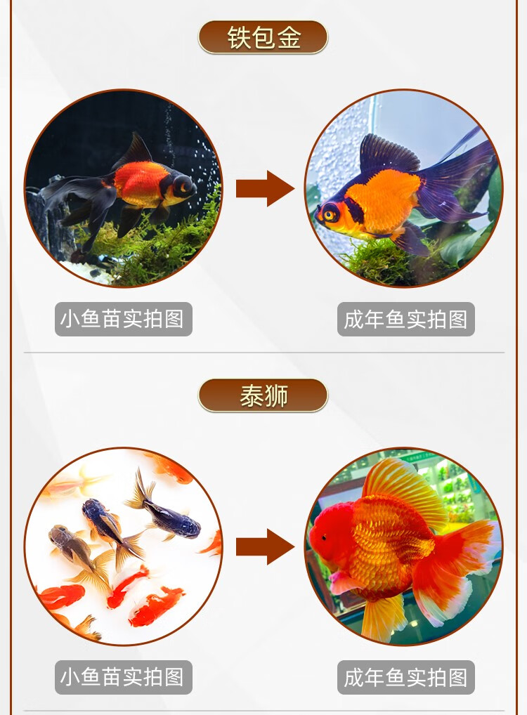 不加温冷水鱼观赏鱼淡水鱼活体金鱼好养耐活鱼苗兰寿锦鲤金鱼活鱼小