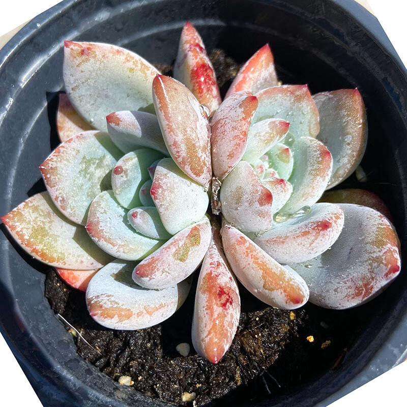 大棵大株超大园艺清棚贵货多肉 大单头小浣熊8-9cm(种好发货)【图片