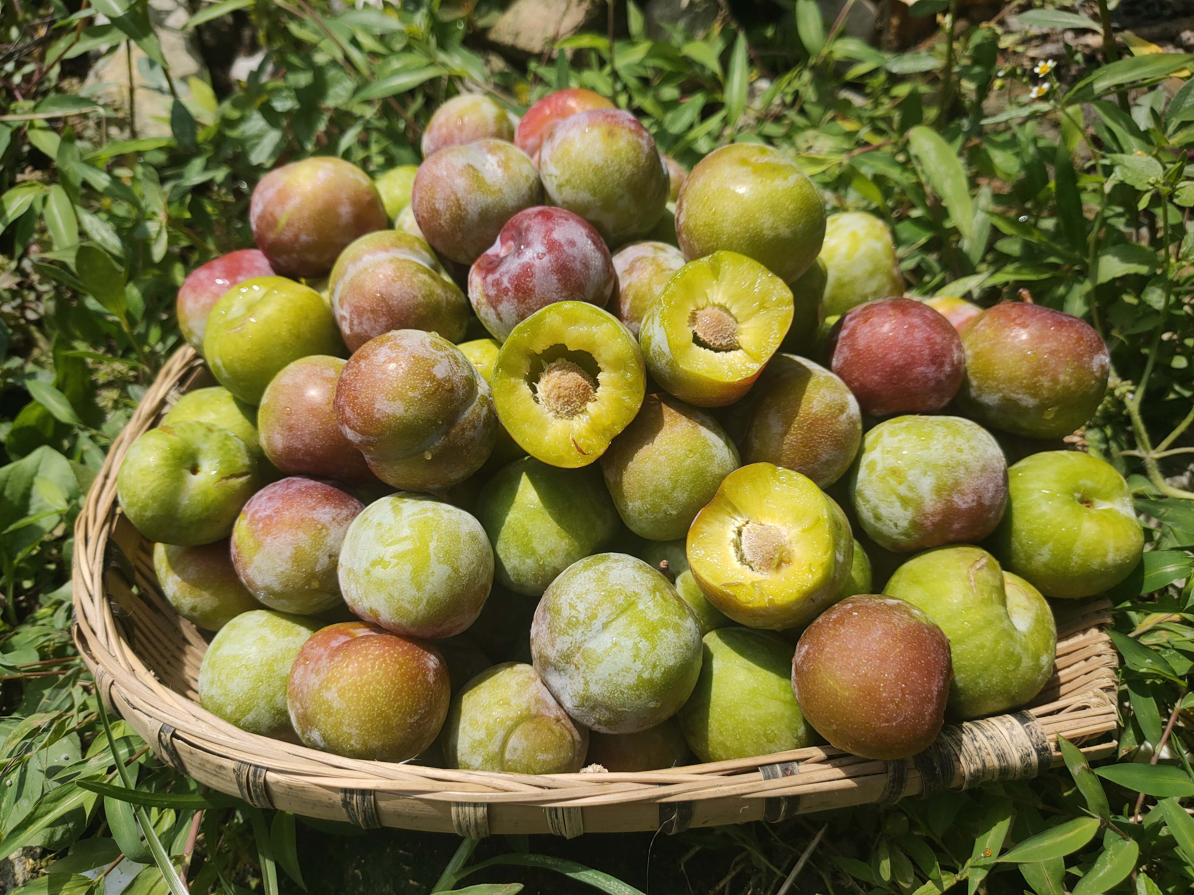 5斤四川汶川半边红李子脆甜茵红李脱骨李孕妇新鲜水果 5斤 1-2g 中