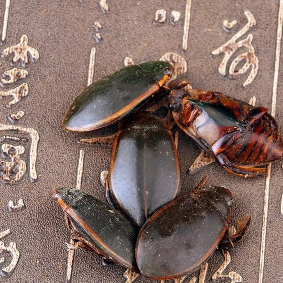 金边龙虱干货中药材250克 水蟑螂 水鳖虫 射尿龟 水龟子 打粉有仁堂