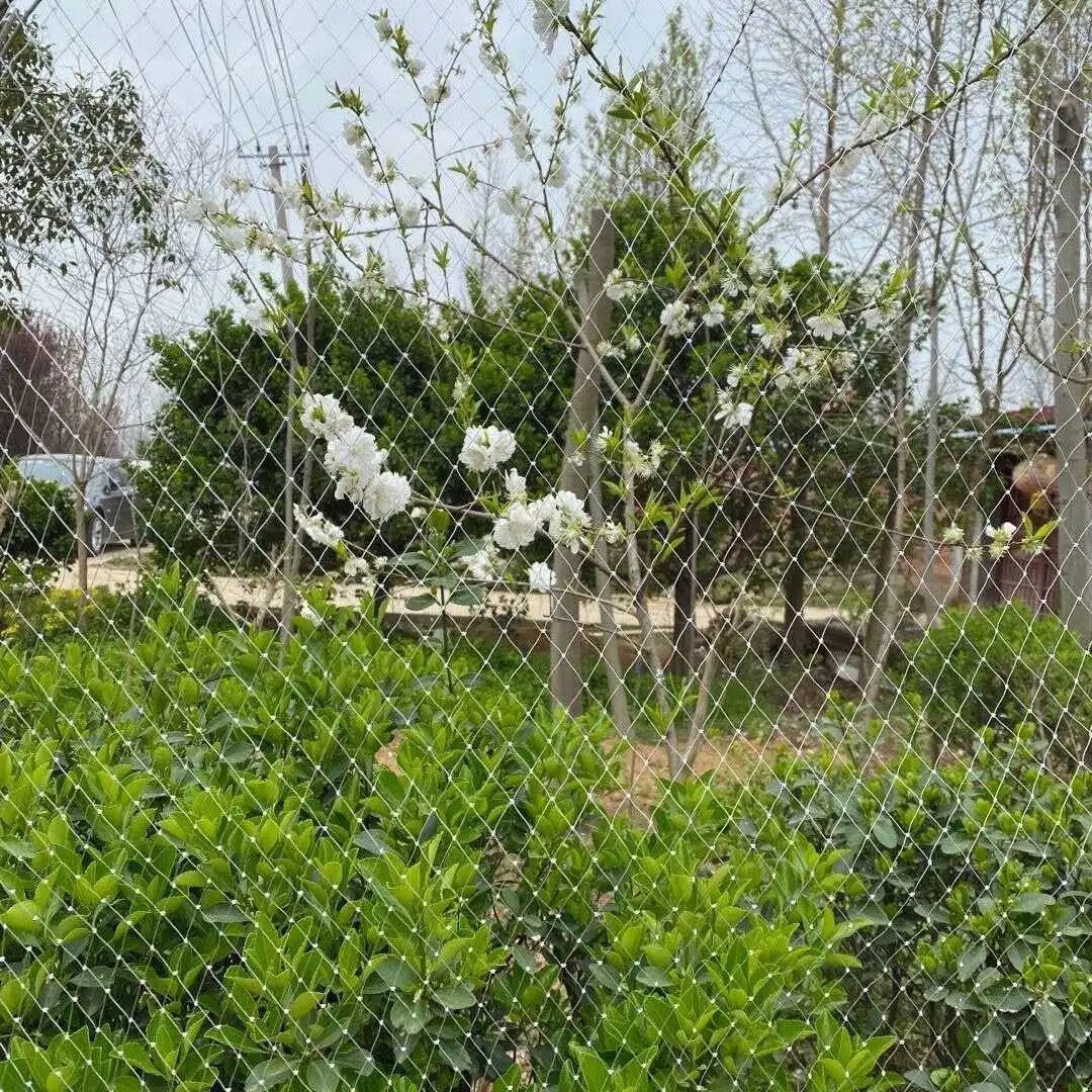 防鸟网池塘谷子枸杞防鸟尼龙网葡萄樱桃果树防鸟网尼龙网葡萄网防护网