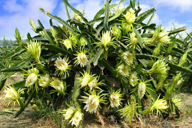 霸王花苗霸王鞭量天尺剑花仙人掌科多肉植物盆栽蟹爪兰嫁接砧木长15