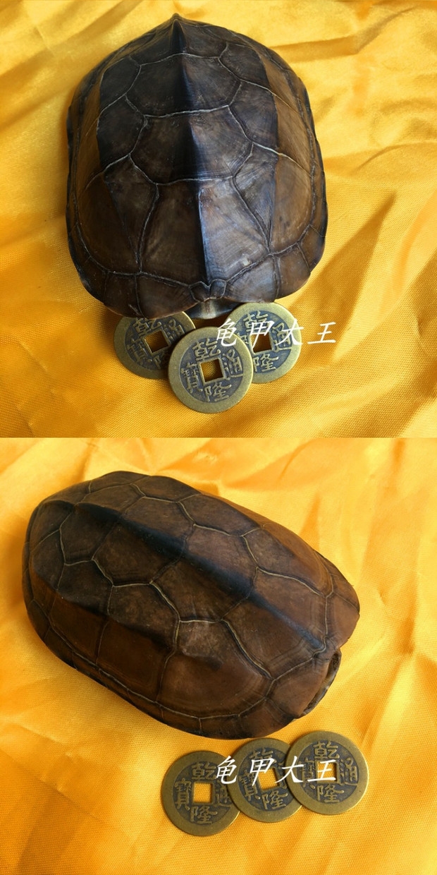 龟壳算卦起卦乌龟壳乾隆帝铜钱周易六十四卦灵签解卦易经六爻卜卦龟甲