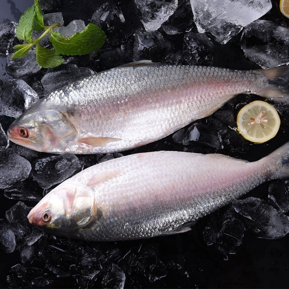 新鲜冷冻鲥鱼鲥鱼各种规格快递鲥鱼2条装1一12斤
