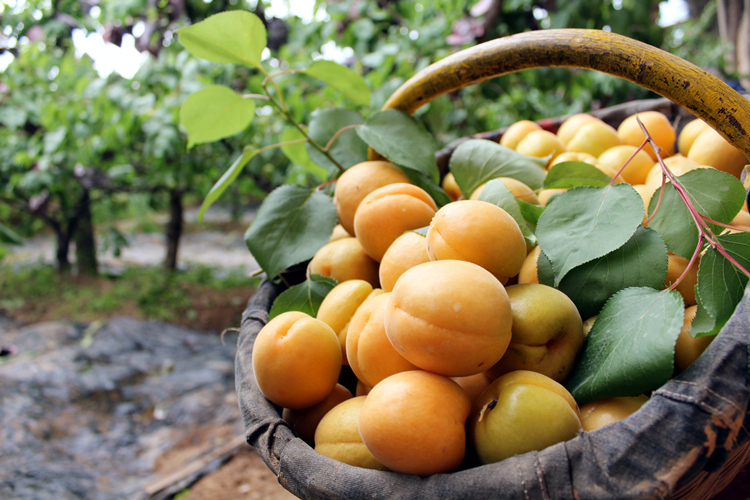 新鲜杏子现货大黄杏陕西金太阳甜杏子当季孕妇水果酸甜杏 8斤【图片