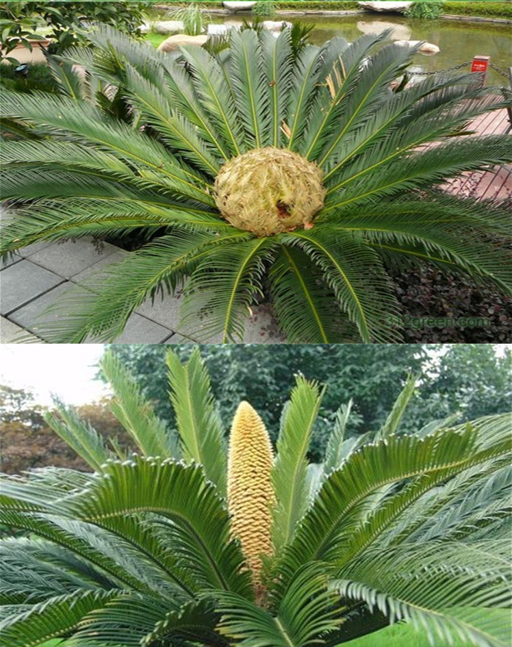 院栽铁树凤尾蕉苏铁盆栽苗室内小盆景四季常青 12厘米-13厘米球茎