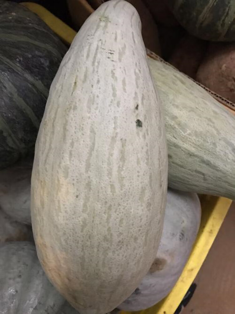 贵族 南瓜种子新疆贵族灰皮银栗南瓜孑四季 蔬菜种籽贝贝迷你南瓜 灰