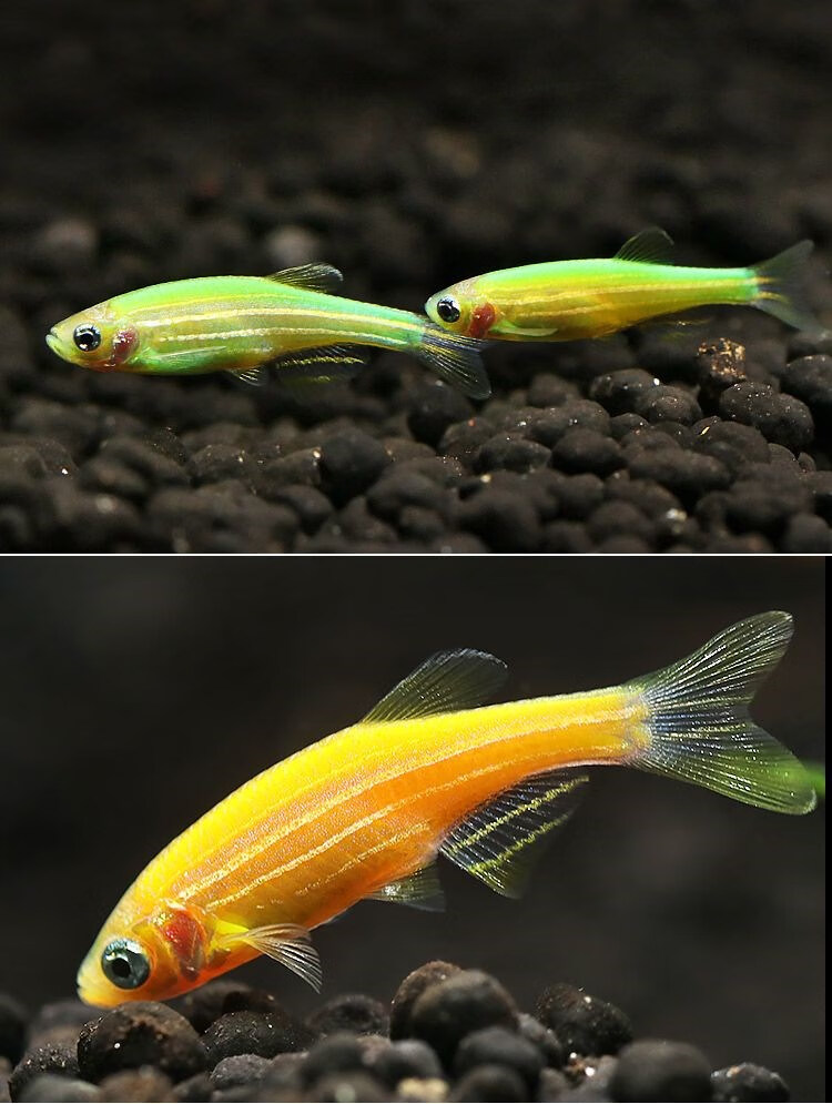 斑马鱼活体彩色小型鱼热带鱼淡水鱼观赏鱼草缸鱼冷水鱼新手鱼好养 24k