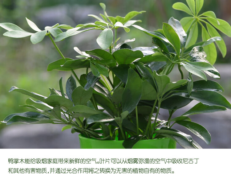 植物七叶莲盆栽室内鸭脚木花卉纯水培玻璃瓶鸭脚木不含盆