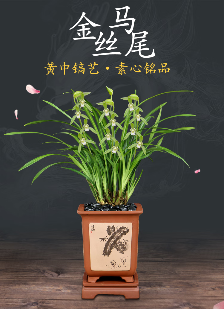 苗四季建兰素心金丝马尾名贵线艺好易养室内花卉绿植盆栽 台北8/金荷6