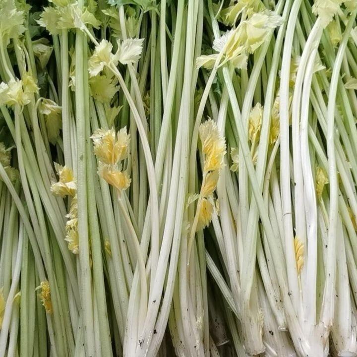 山东空心芹菜新鲜蔬菜黄心芹菜时令非转基因原生态 精品玻璃脆4斤