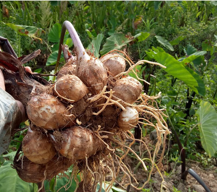 春光岛 江西芋头新鲜小芋头净重5斤毛芋仔白芽芋艿农家蔬菜现挖芋子软