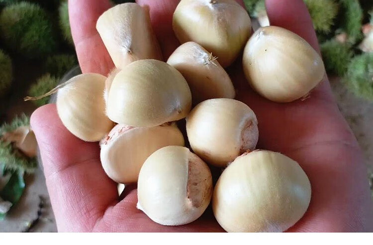 板栗新鲜生栗子2022白壳嫩板栗湖北现摘白皮花壳栗仁毛栗 2500 中果