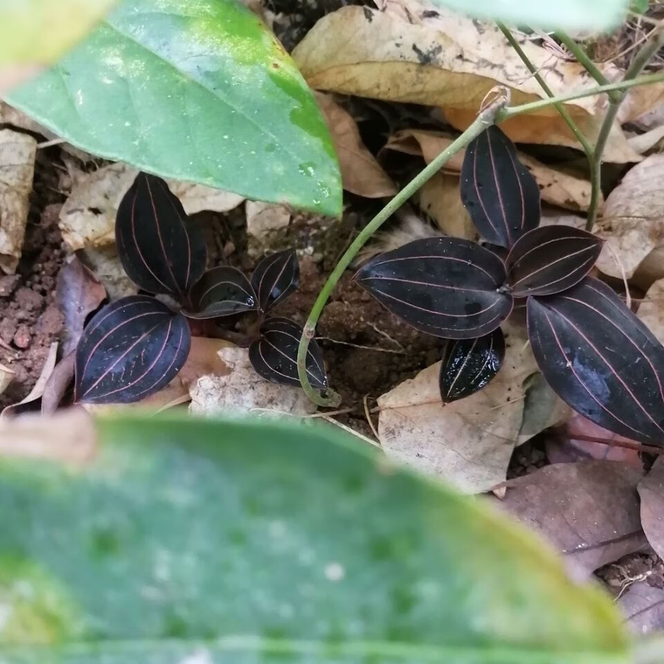 金线莲种苗海南石蚕金线莲公石松血叶兰林下种植带盆批发.