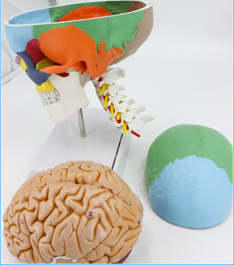 头颅骨头骨教学仿真颅骨模型骷髅头模型功能分区彩色头颅着色头骨 a款