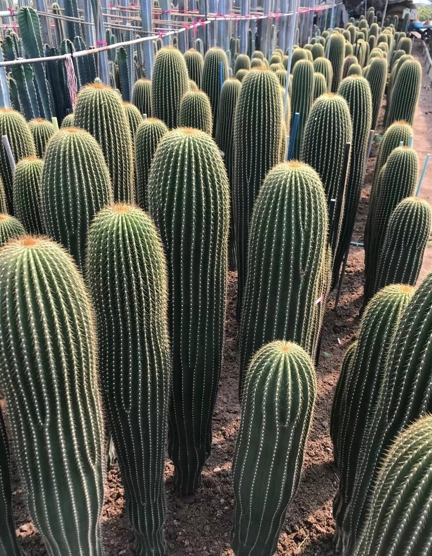 大凤龙仙人掌多肉植物大型仙人球仙人柱沙漠庭院景观造景盆栽花卉