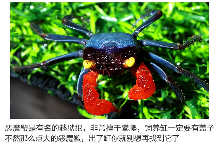 【安小离】印尼恶魔蟹热带观赏蟹淡水蟹黄眼吸血鬼红火焰甜橙小丑宠物