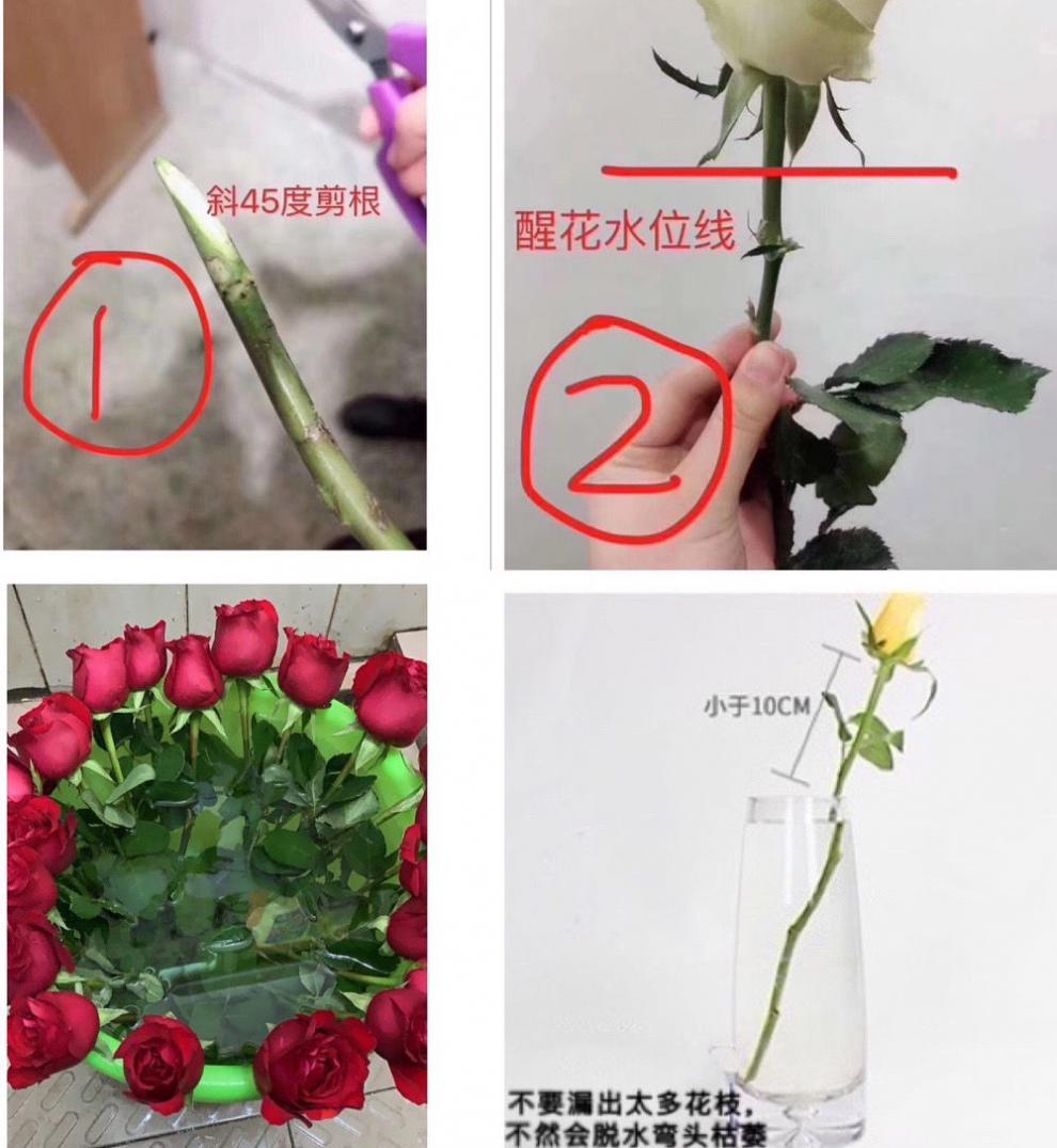 顺丰中通山东基地玫瑰花鲜花束水养鲜花批发真花家用插花速递爱莎182