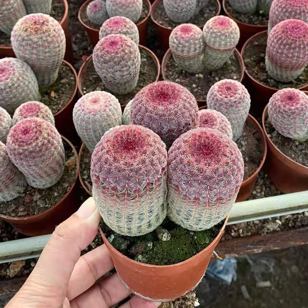 红太阳仙人球实生高级稀有多头仙人掌多肉植物室内盆栽防辐射 落地根