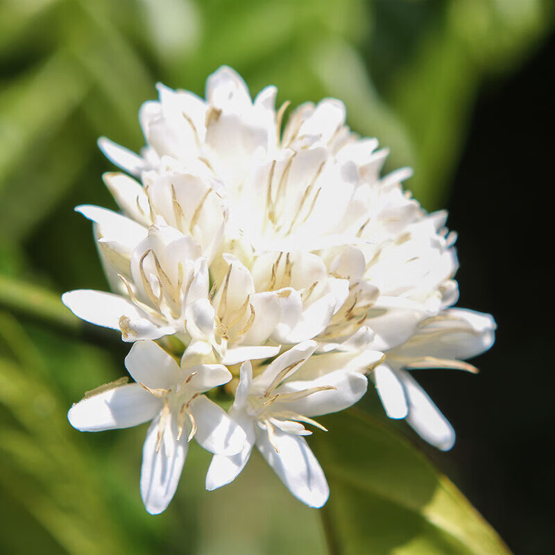 曼老江manlaoriver新鲜深度烘焙云南小粒意式浓缩咖啡豆香浓特惠装1kg