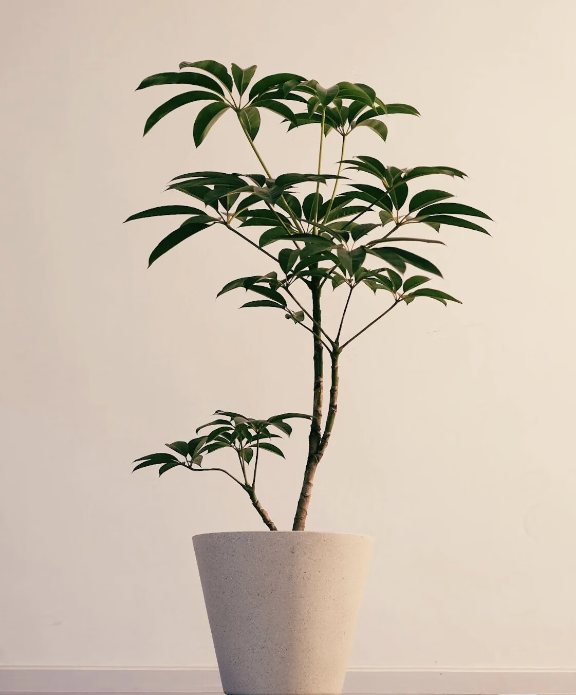 日本大叶伞保罗室内盆栽绿植物水培净化空气北欧风好养耐阴耐热 1.