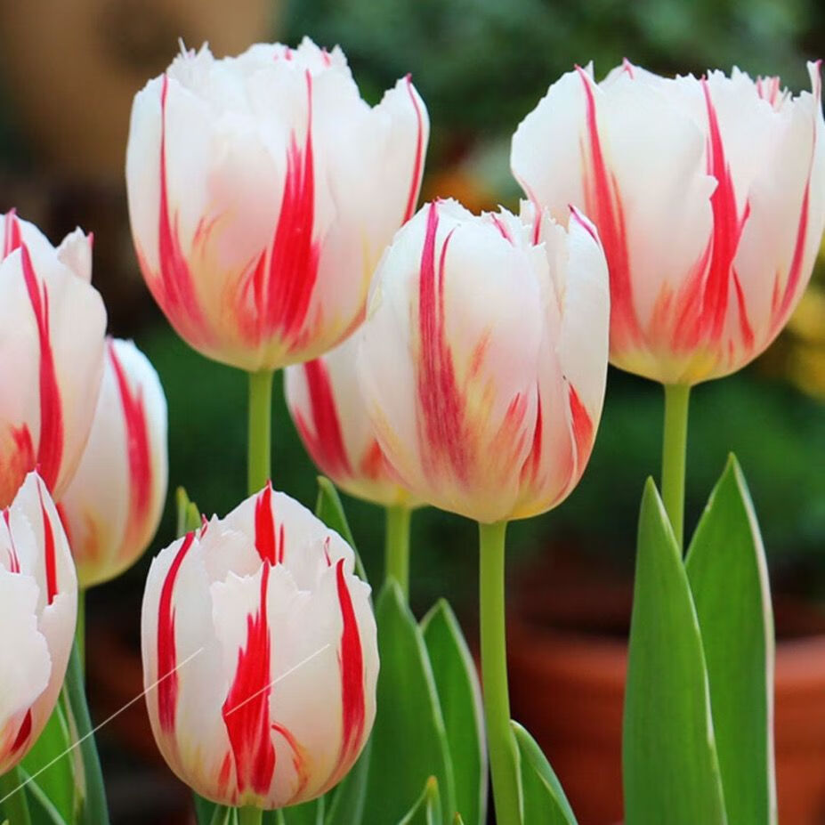 鲜木荷兰进口郁金香种球水培植物室内盆栽懒人花好养花种庭院办公宿舍