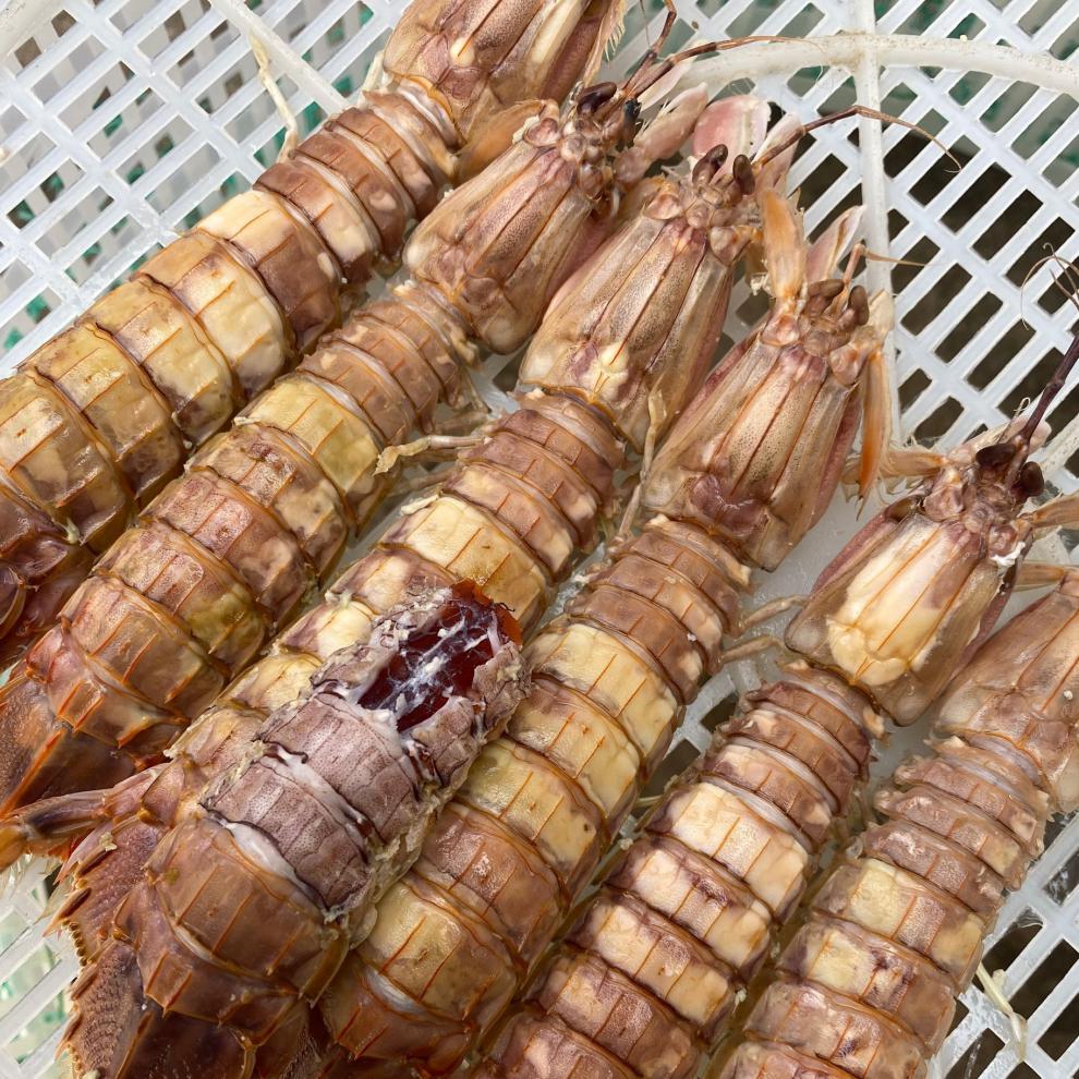 皮皮虾全母带膏鲜活特大虾姑新鲜虾爬子超大爬爬虾螳螂虾海鲜【图片