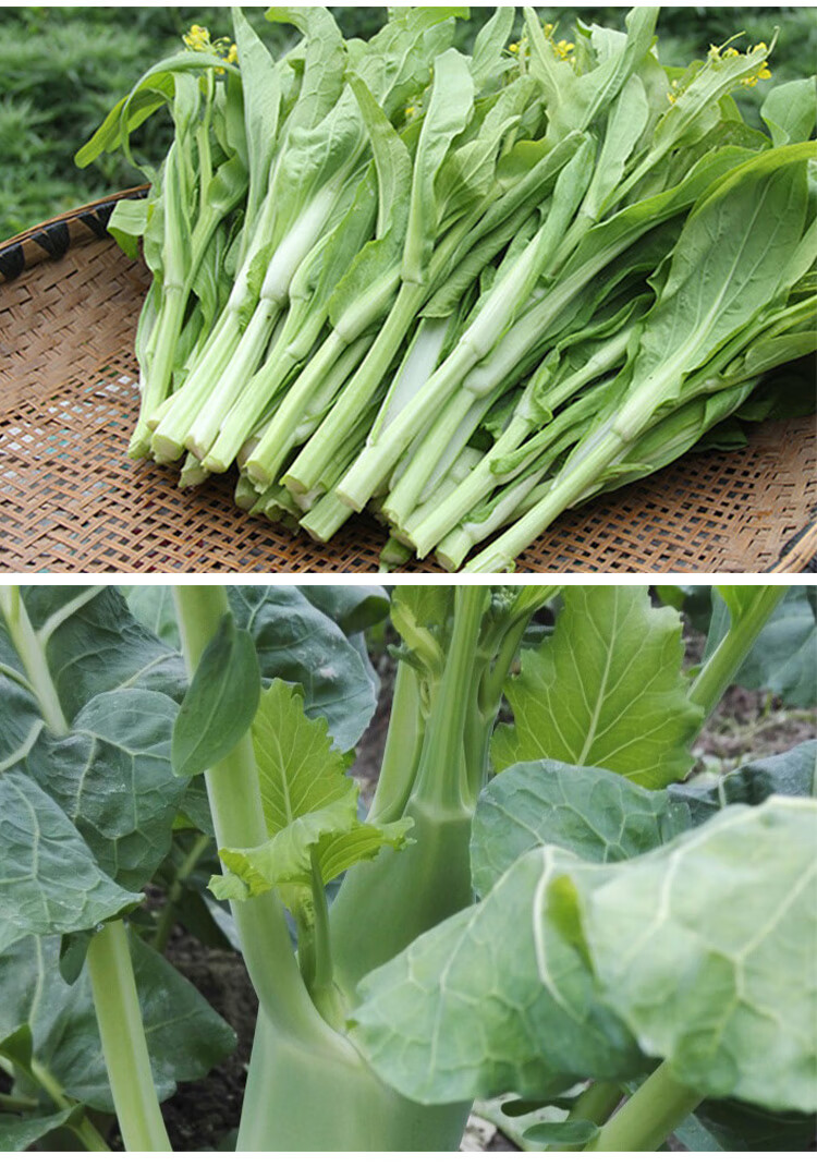 四季迟甜菜心广东连州增城菜心红菜苔春菜蔬菜种子多枝多芽菜种籽 2克