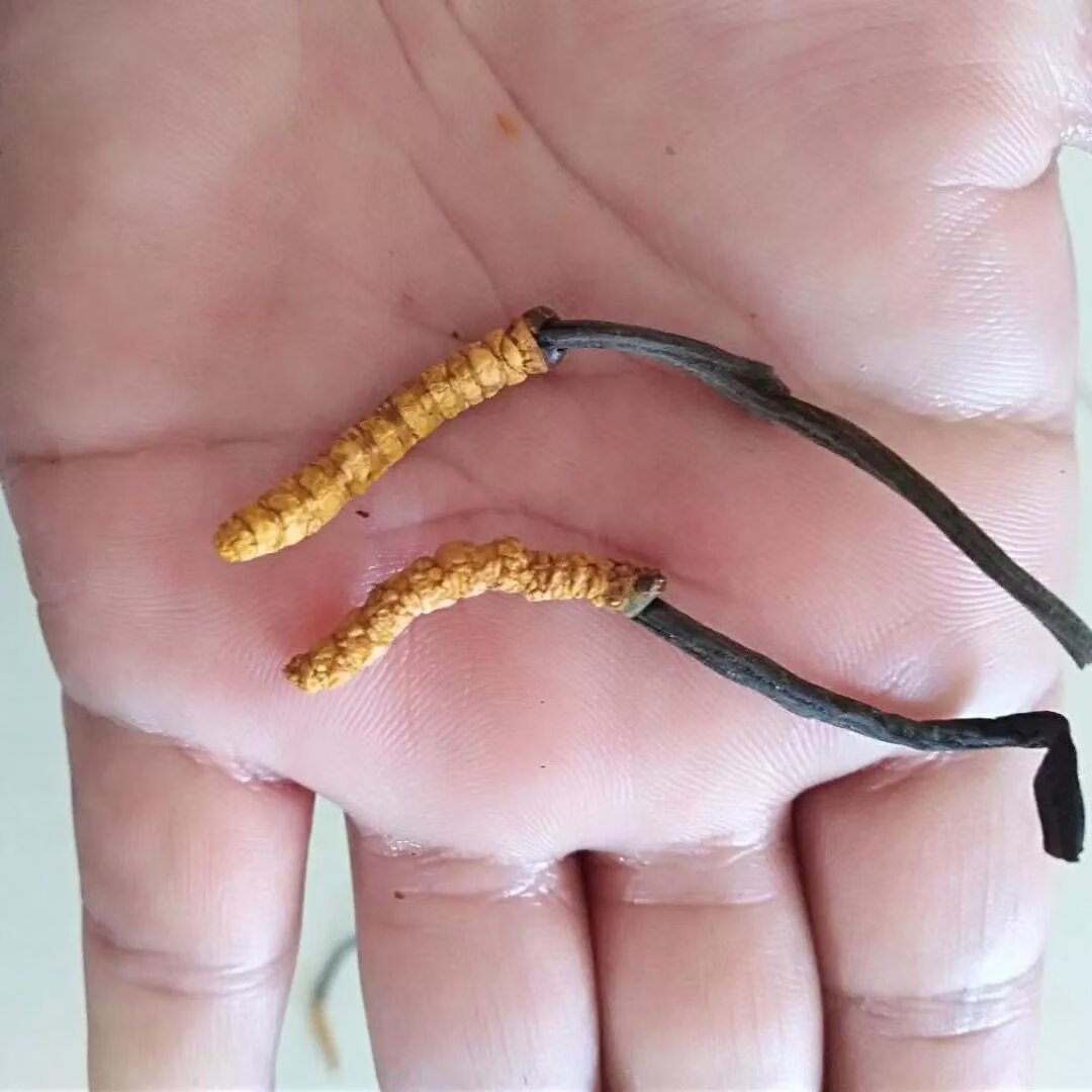 北京同仁堂原料冬虫夏草 虫草3根1克 四川虫草 滋补养生中药材 虫草