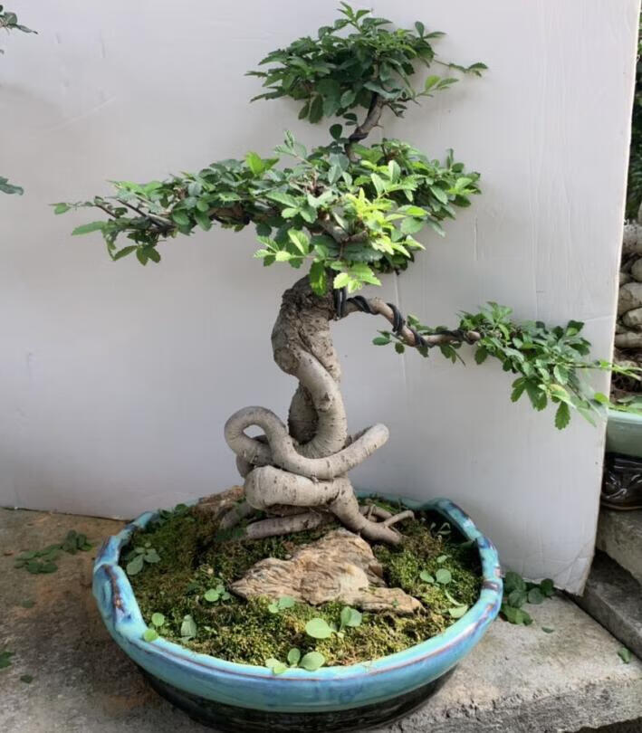 小葉榆樹盆景植物綠植造型老樁高提根抱石大型室內懸崖式榔榆樹樁盆景