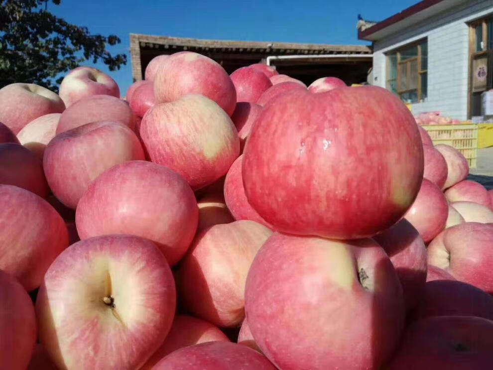 宁夏沙坡头红富士苹果富硒冰糖心条纹色当季新鲜苹果水果 3斤 精选装