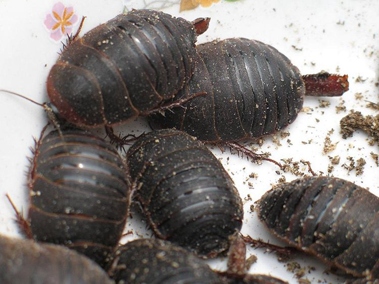 伟博活土元活体活的土鳖虫子地鳖子鲜活野生繁殖颈肩腰腿活的虫 活