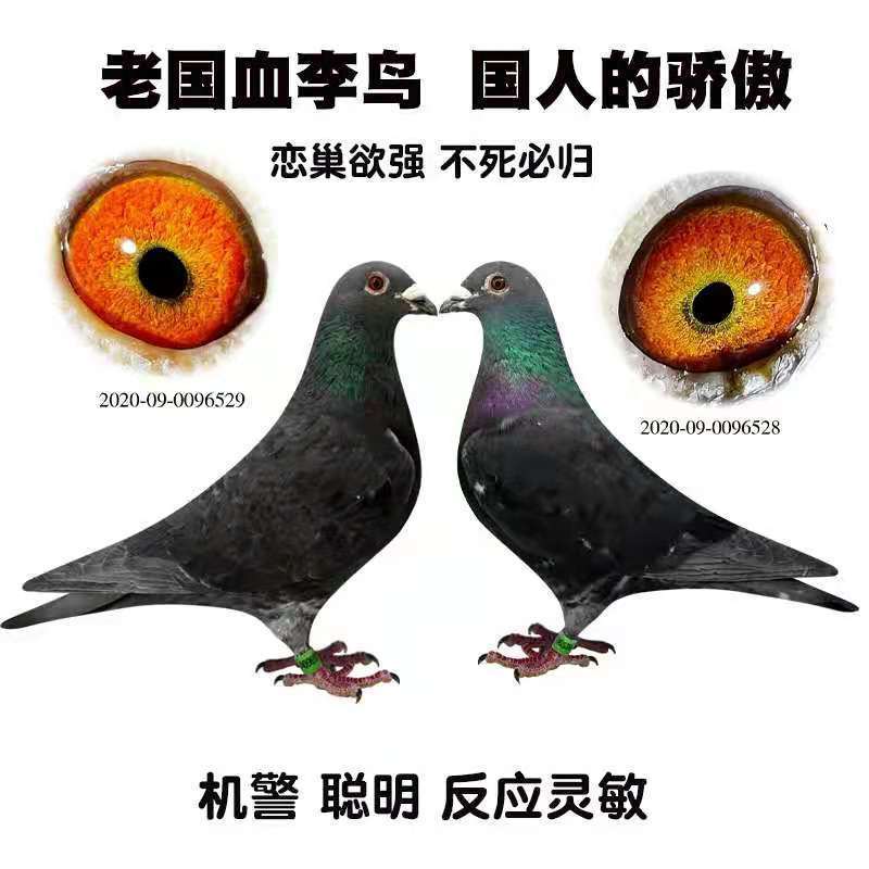 ajaj觀賞鴿蝴蝶背異色信鴿幕利門火鳳凰黃金甲黑金剛國血李鳥吳淞鴿子