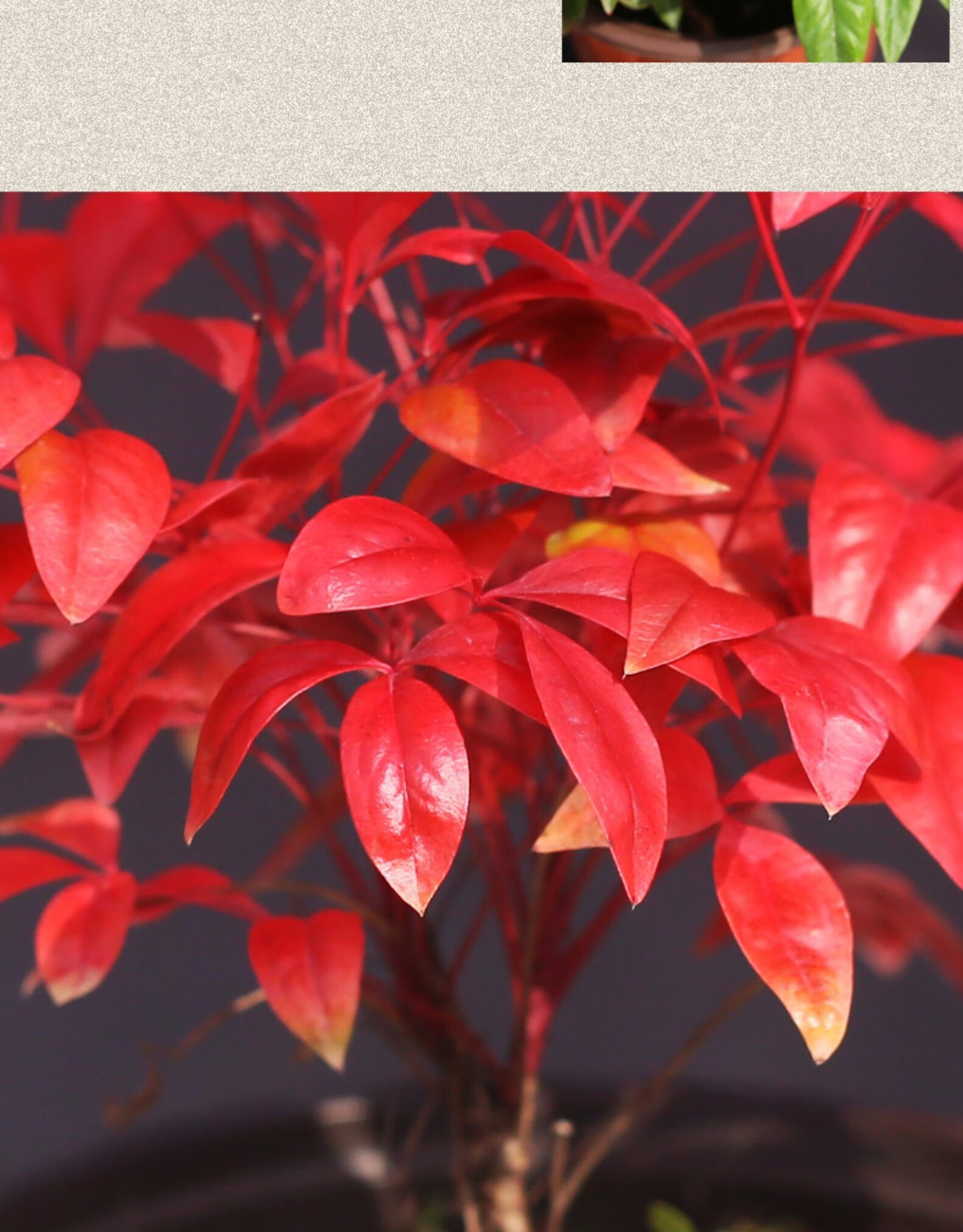 火焰南天竹盆栽矮化微型小盆景红叶盆景植物书房茶桌禅意微景观 四方