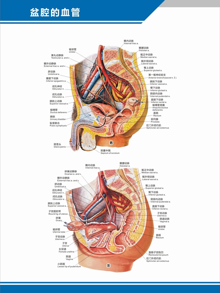 人体背后血管分布图图片
