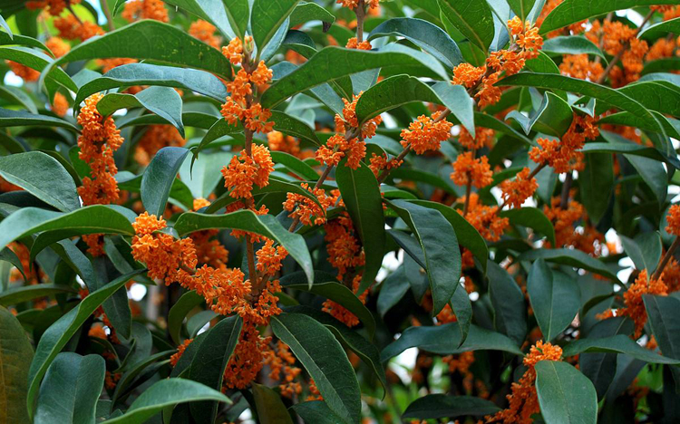 多瑙梦庭院绿植树苗芳香观花植物八月桂花嫁接桂花红花丹桂状元红桂花