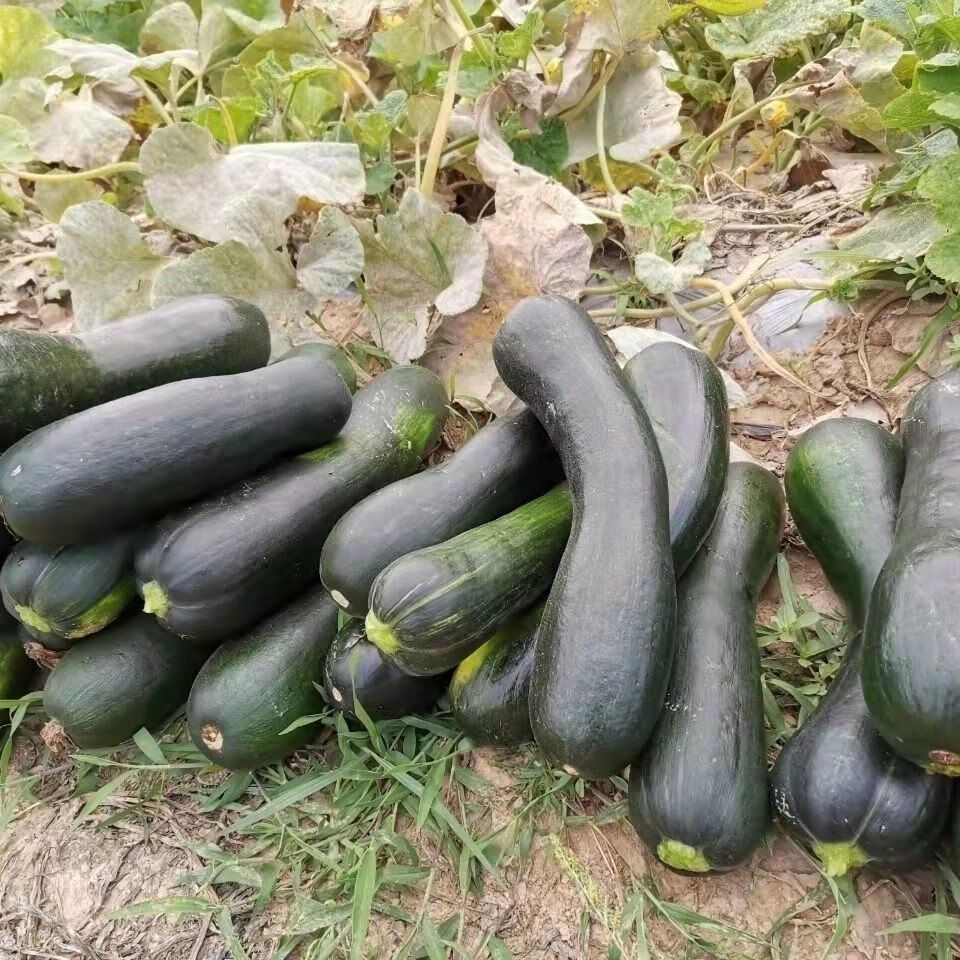 新鲜嫩南瓜北瓜河北当季青皮南瓜黑皮嫩北瓜长南瓜长北瓜时令蔬菜 4斤