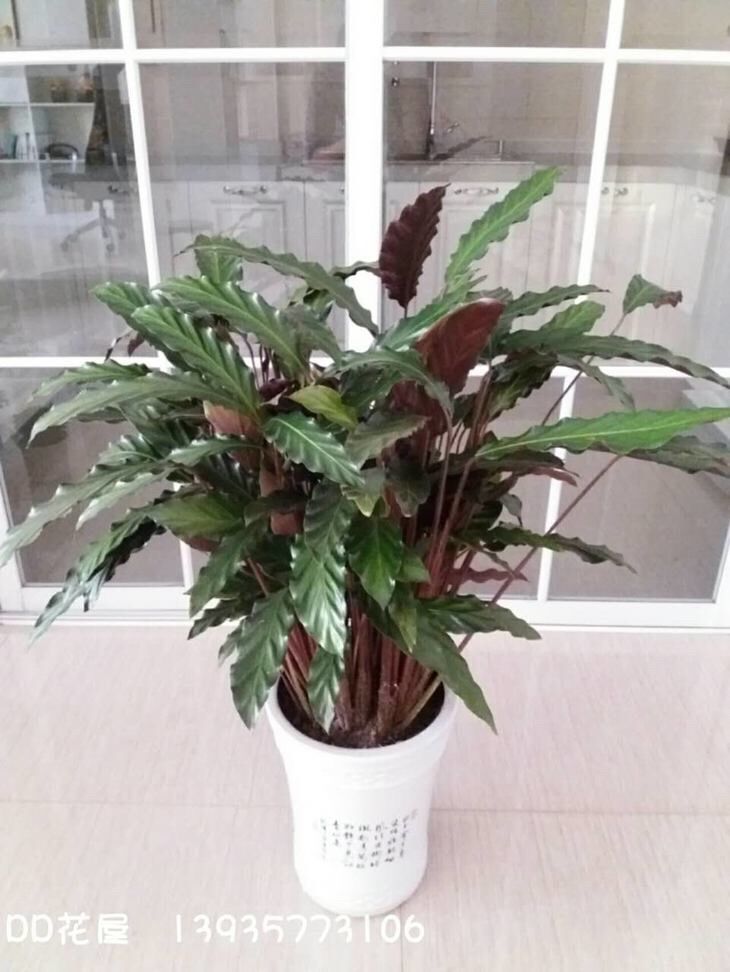 上新风紫背大波浪竹芋喜阴盆栽绿植花卉办公室客厅新品磐阙精品紫背