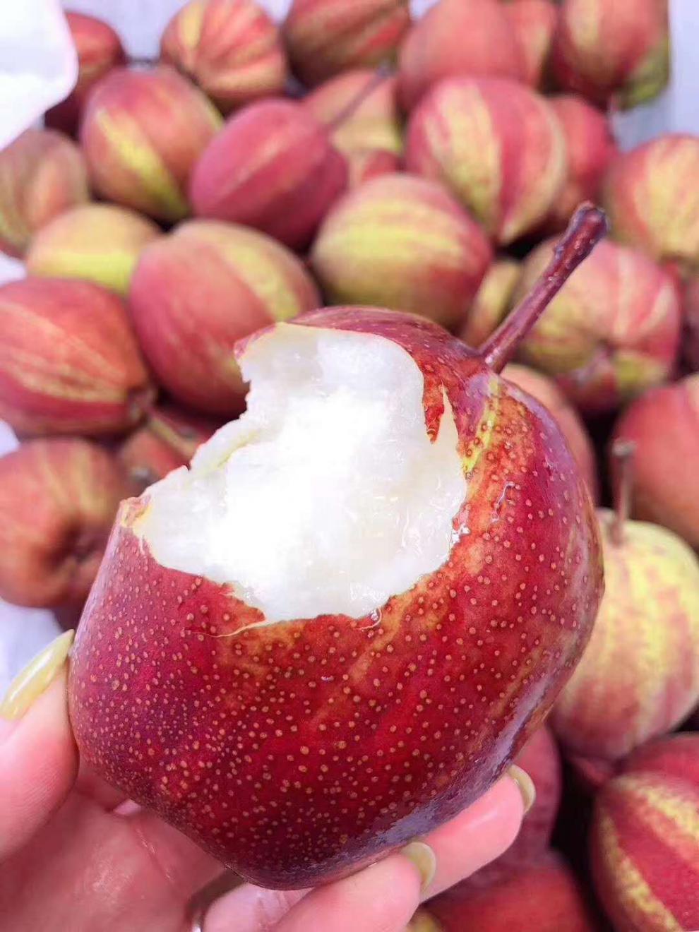 陕西彩虹梨新鲜10斤当季水果整箱应季梨子现摘现发香梨红酥梨 大果 5