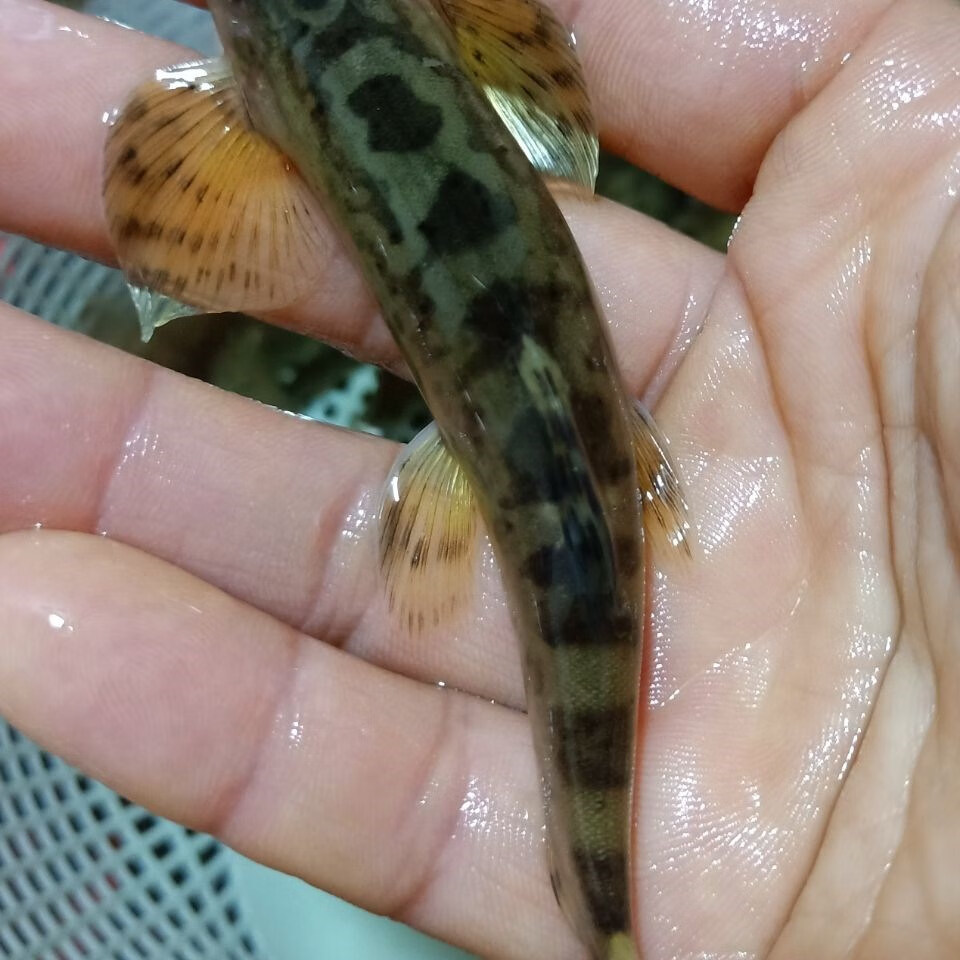 观赏樱口鳅 原生鱼工具鱼 清理馋渣底层鱼冷水鱼 樱4--6公分 5条