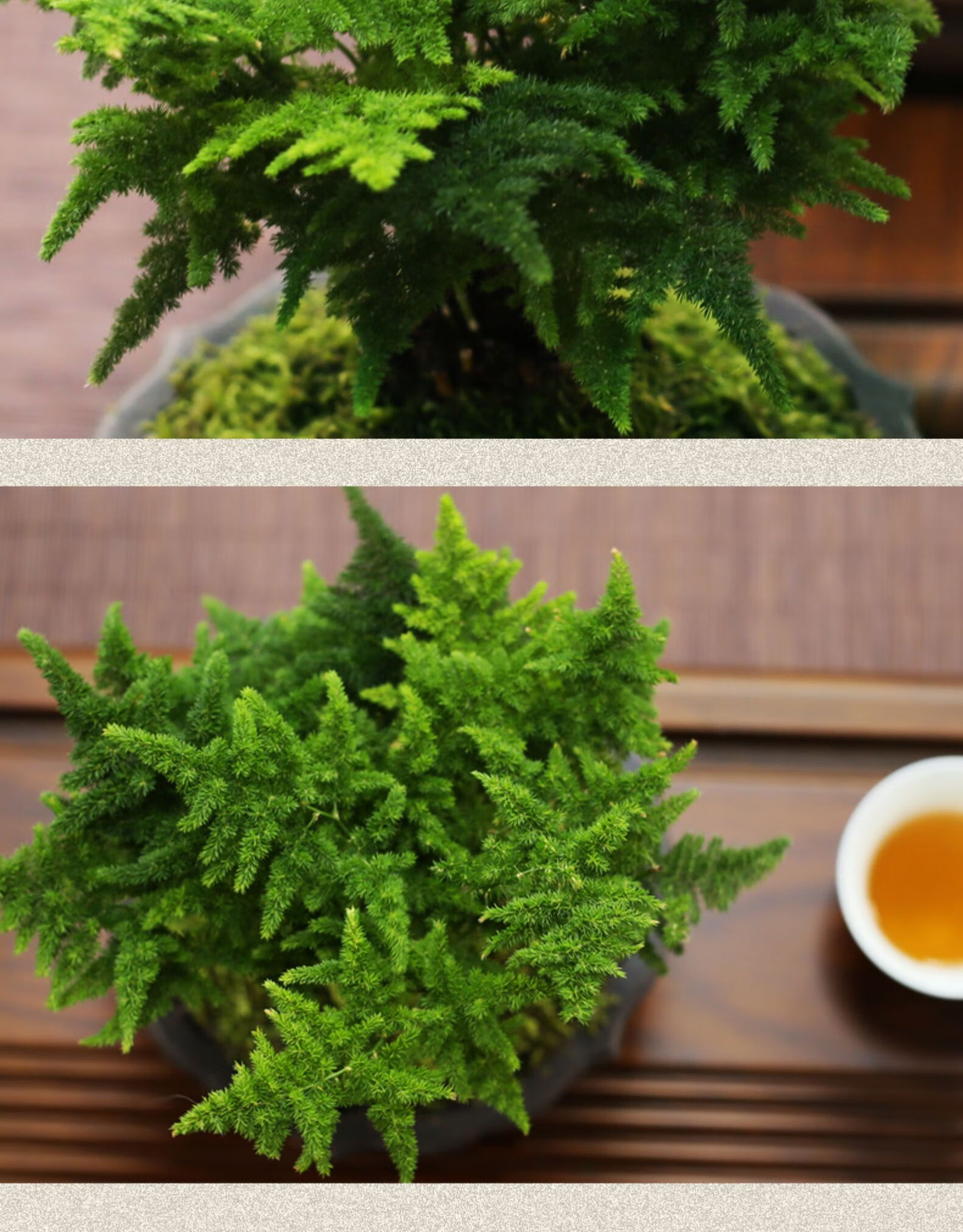 办公室内好养绿色盆栽桌面净化空气盆景 海棠紫泥紫砂盆唐山云松 底盘