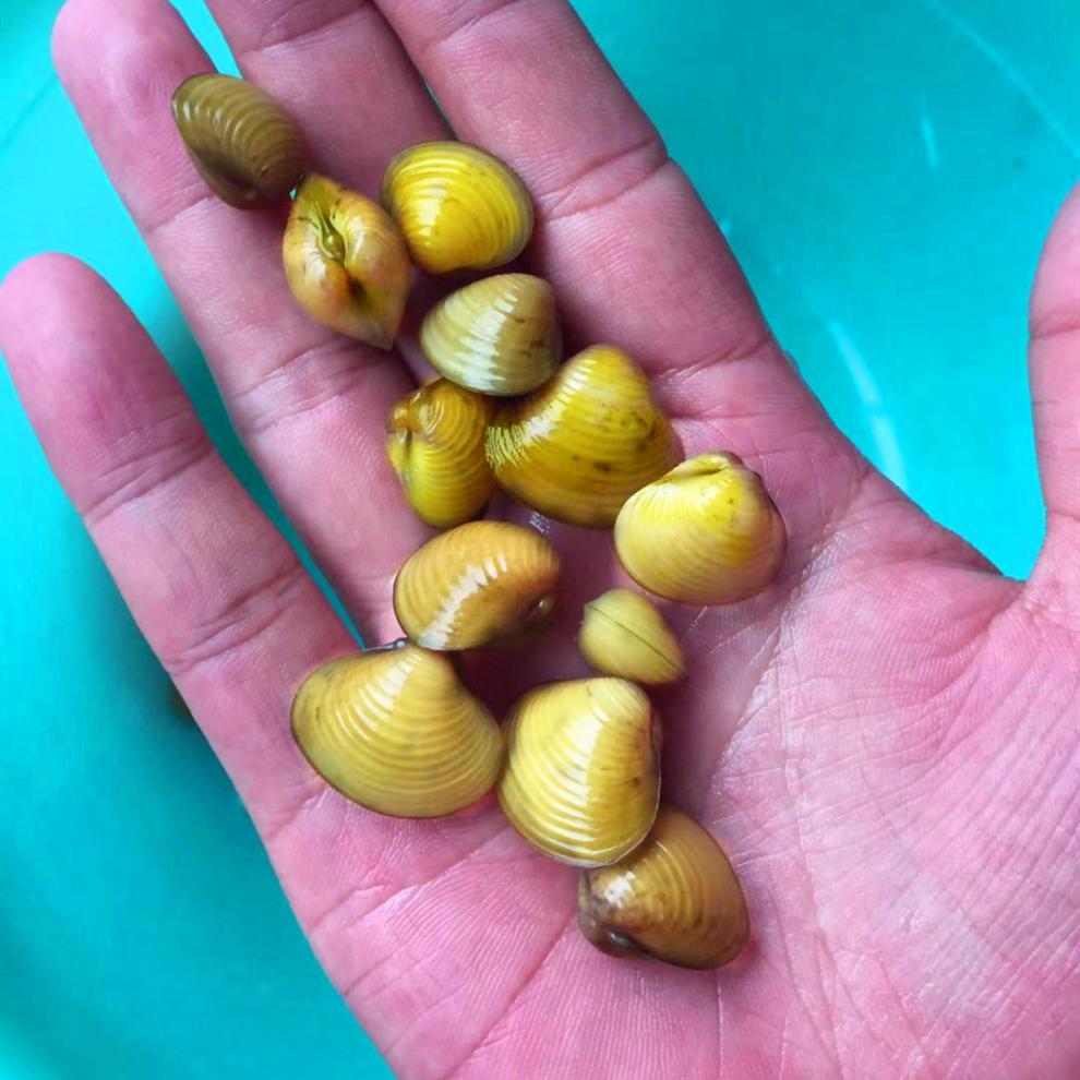 荣郁迷你小河蚌苗活体淡水冷水观赏原生小型水族宠物旁皮鱼鳑鲏繁殖 3